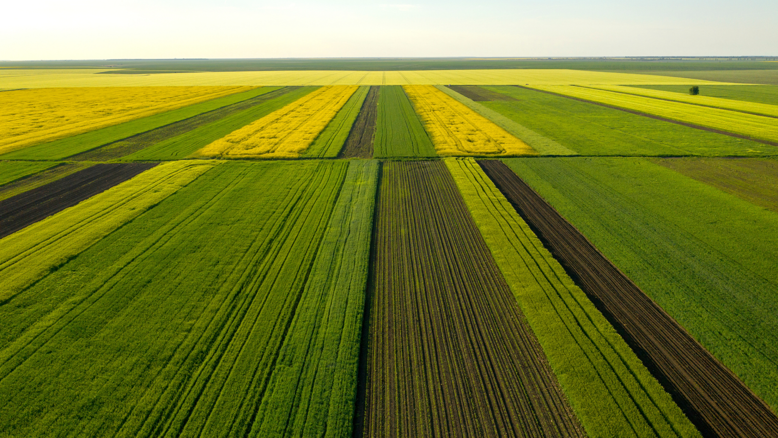 Aerial view of a field